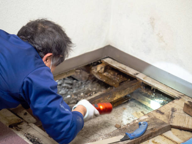 Best White Mold Remediation in Largo, FL