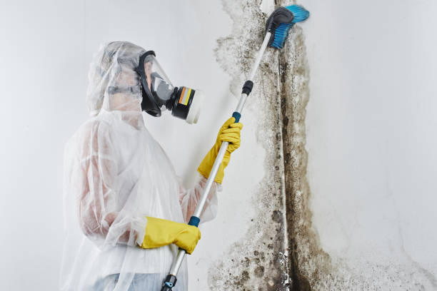 Best Mold Remediation for Specific Building Types in Largo, FL