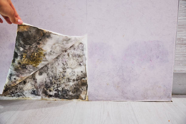 Best Residential Mold Remediation in Largo, FL